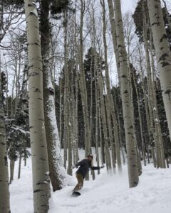 Aspens with snow