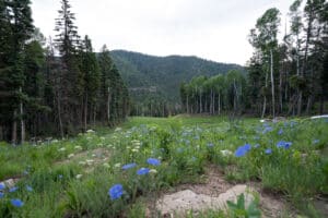 Gallery Image Thumbnail 1